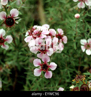 Rosenmyrte, leptospermum scoparium, Teebaum, Teebaum in Neuseeland Foto Stock