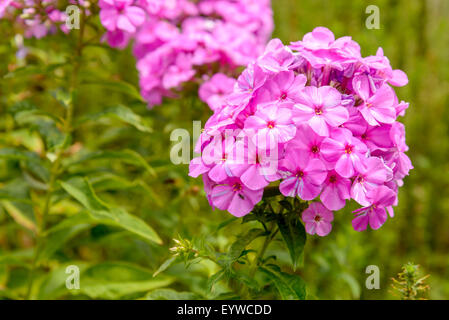 Rosa Phlox paniculata fiore in giardino Foto Stock