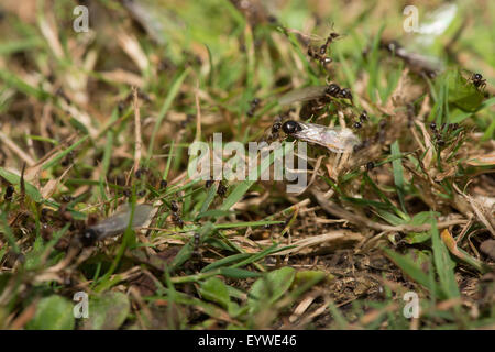 Nero Garden ant Lasius niger emergente dal nido lame di arrampicata di foglie di erba a decollare il volo nuziale aiutata dai lavoratori Foto Stock