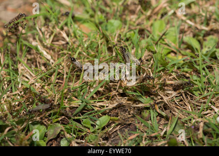 Nero Garden ant Lasius niger emergente dal nido lame di arrampicata di foglie di erba a decollare il volo nuziale aiutata dai lavoratori Foto Stock