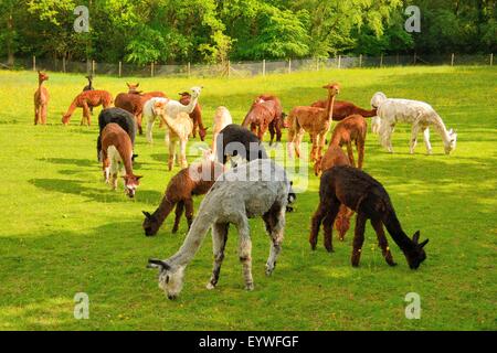 Alpaca pascolare in un campo Foto Stock