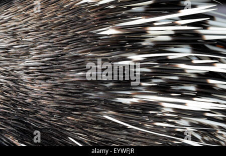 Chiudere l immagine di un porcospino spina dorsale Foto Stock