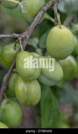 Prunus Victoria, crescendo nel frutteto del giardino storico Aalsmeer, un giardino botanico in North Holland, Paesi Bassi. Foto Stock