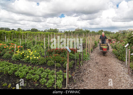 Giardiniere al lavoro nel giardino storico Aalsmeer, un giardino botanico in Aalsmeer, North Holland, Paesi Bassi. Foto Stock
