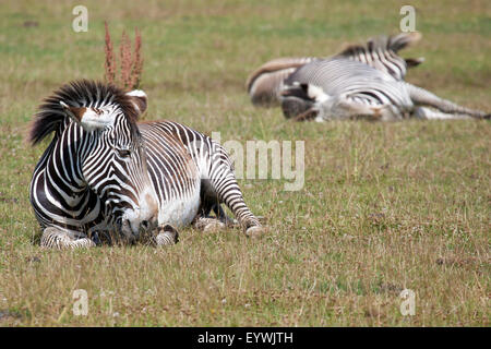 Di Grevy Zebra di riposo in un campo in un giorno caldo Foto Stock
