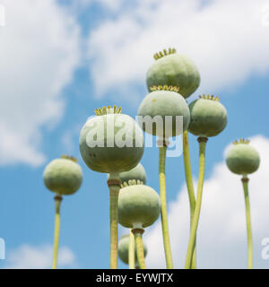 Papavero (Papaver somniferum) Capsule Close-up su bella cielo nuvoloso, il fuoco selettivo verso la parte anteriore Foto Stock