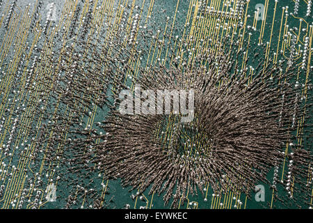 Diffusione di virus di questa malattia invisibile delle onde magnetiche sulla scheda a circuito stampato del computer chip di distruggere e cancellare i dati di archiviazione dei record Foto Stock