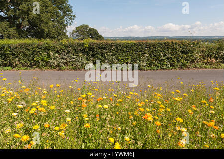 Incandescente brillante arancio e giallo massa di daisy crisantemo fiori lasciate crescere selvatica strada orlo nel giardino dell'Inghilterra Foto Stock