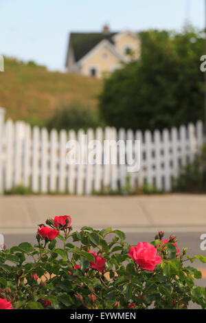 Rose rosse con white Picket Fence Foto Stock
