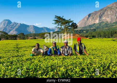 Raccoglitori di tè in una piantagione di tè sul Monte Mulanje, Malawi, Africa Foto Stock