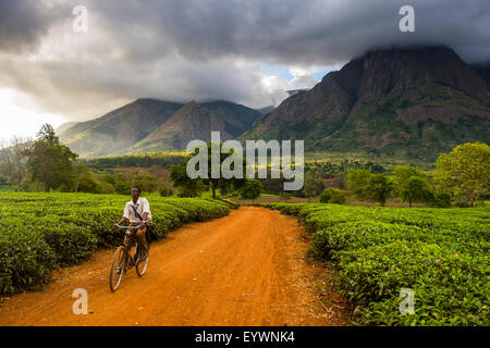 Raccoglitrice di tè per il suo modo attraverso una piantagione di tè sul Monte Mulanje, Malawi, Africa Foto Stock