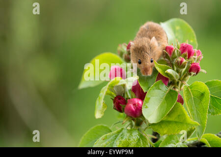 Eurasian harvest mouse (Micromys minutus), Devon, Inghilterra, Regno Unito, Europa Foto Stock