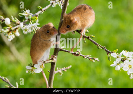 Eurasian harvest mouse (Micromys minutus), Devon, Inghilterra, Regno Unito, Europa Foto Stock