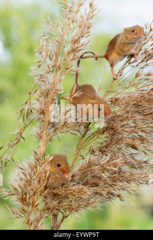 Eurasian harvest mouse (Micromys minutus), Devon, Inghilterra, Regno Unito, Europa Foto Stock