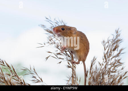 Eurasian harvest mouse (Micromys minutus), Devon, Inghilterra, Regno Unito, Europa Foto Stock