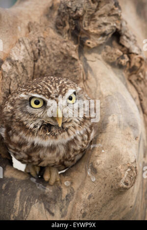 Civetta (Athene noctua), Devon, Inghilterra, Regno Unito, Europa Foto Stock