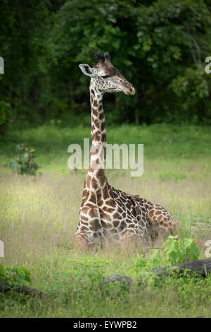 Thornicroft's giraffe (Giraffa camelopardalis thornicrofti), Sud Luangwa National Park, Zambia, Africa Foto Stock