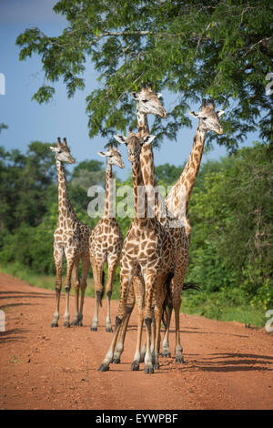 Thornicroft's giraffe (Giraffa camelopardalis thornicrofti), Sud Luangwa National Park, Zambia, Africa Foto Stock
