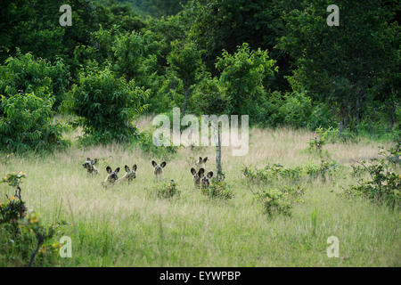 Pack di African cani selvatici (verniciato di cane) (Capo Caccia cane) (Lycaon pictus), Sud Luangwa, Zambia, Africa Foto Stock