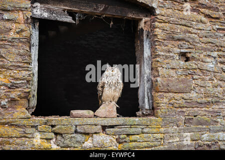 Indian gufo reale (Bubo bengalensis), Herefordshire, England, Regno Unito, Europa Foto Stock