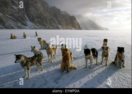 Groenlandese cane husky team puntellato di ghiaccio nei pressi del bordo floe nel sole di mezzanotte, la Groenlandia e la Danimarca, regioni polari Foto Stock
