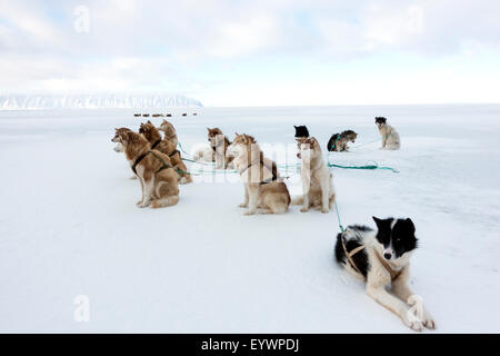 Groenlandese cane husky team puntellato di ghiaccio nei pressi del bordo floe nel sole di mezzanotte, la Groenlandia e la Danimarca, regioni polari Foto Stock