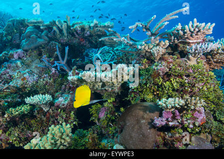 Colorato sano hard e soft Coral reef con becchi lunghi butterflyfish, Matangi Island, Vanua Levu, Figi, Pacific Foto Stock