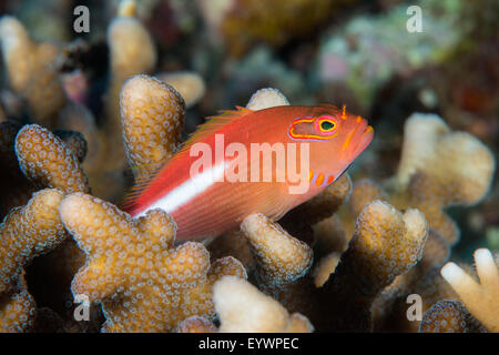 Arc-eye hawkfish (Paracirrhites arcatus), Matangi Island, Vanua Levu, Figi, Pacific Foto Stock