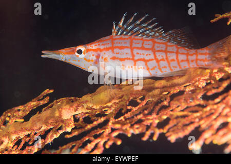 Longnose hawkfish (Oxycirrhites typus) sul mare gorgonia fan (Subergorgia mollis), Matangi Island, Vanua Levu, Isole Figi Foto Stock