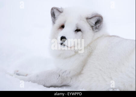 Arctic Fox (Vulpes vulpes lagopus), polare Park, Troms, Norvegia, Scandinavia, Europa Foto Stock