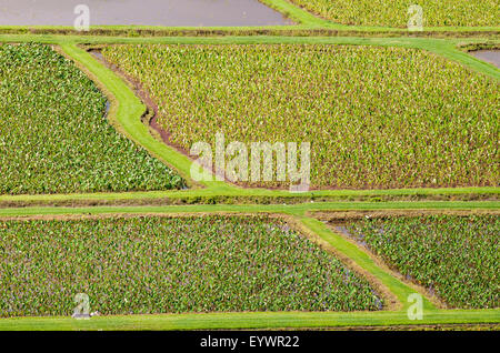 I campi di taro in Hanalei National Wildlife Refuge, Valle di Hanalei, Kauai, Hawaii, Stati Uniti d'America, il Pacifico Foto Stock