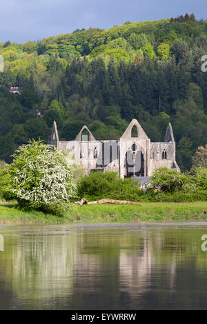 Rovine di Tintern Abbey dal fiume Wye, Tintern, Wye Valley, Monmouthshire, Wales, Regno Unito, Europa Foto Stock
