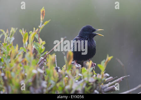 Starling (Sternus vulgaris). In Francese ,"etourneau sansonnet', - sansonnet - significato, ' senza song'. Qui chiamando, in caso di pioggia. Foto Stock