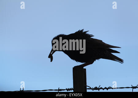 Starling (Sternus vulgaris). In silhouette. Appollaiato a. Trasporto di larve di invertebrati per nidificare. Foto Stock