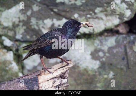 Starling (Sternus vulgaris). Trasporto di larve di invertebrati di nidificare in una parete di pietra. Iona. Ebridi Interne. La Scozia. Foto Stock