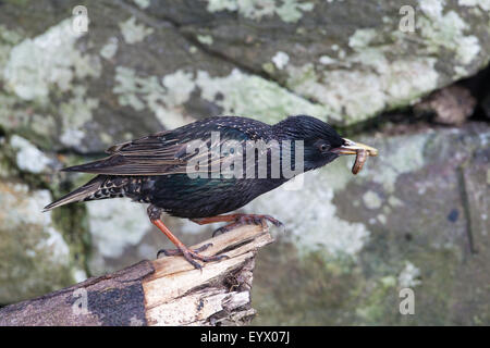 Starling (Sternus vulgaris). Trasporto di larve di invertebrati di nidificare in una parete di pietra. Iona. Ebridi Interne. La Scozia. Foto Stock