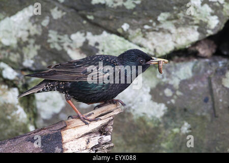 Starling (Sternus vulgaris). Trasporto di larve di invertebrati di nidificare in una parete di pietra. Iona. Ebridi Interne. La Scozia. Foto Stock