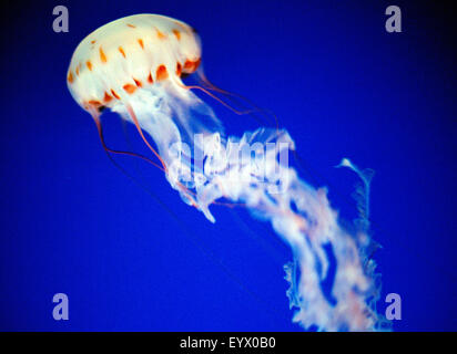 Meduse nell'acquario della baia di Monterey Foto Stock