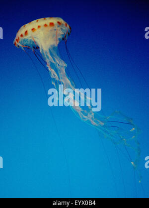 Pesce ajellyfish nell'acquario della baia di Monterey Foto Stock