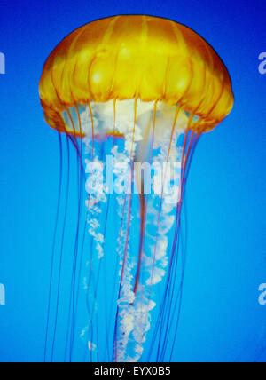 Meduse nell'acquario della baia di Monterey Foto Stock