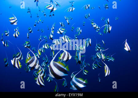 Una scuola di scolarizzazione bannerfish, Heniochus diphreutes, Layang Layang, sul Mare della Cina del Sud, Provincia di Sabah, isola di Borneo, Malaysia Foto Stock