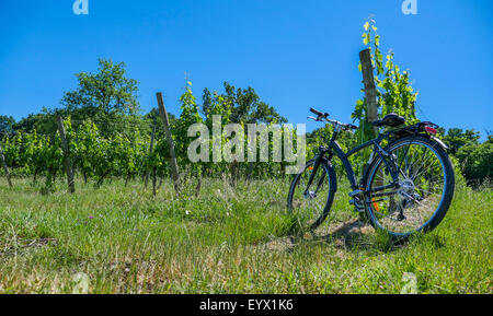 Vino Tourism-Bicycle nei vigneti di Bordeaux Foto Stock