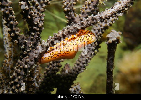 Una linguetta di flamingo lumaca, Cyphoma gibbosum, sul mare di corallo del pennacchio nel mar dei Caraibi Foto Stock