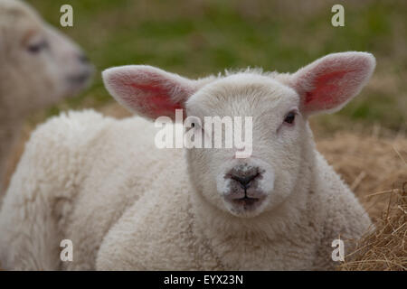 Agnelli Texel (Ovis aries). Domestico di razza di pecore. Originari da Paesi Bassi o Olanda. Foto Stock