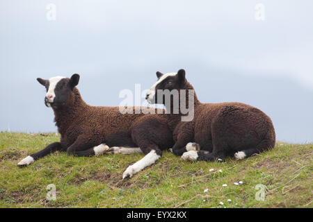 Swartbles agnelli. Razza nazionale originariamente da Friesland, regione nord dei Paesi Bassi. Qui a Iona, Ebridi Interne, costa ovest Foto Stock