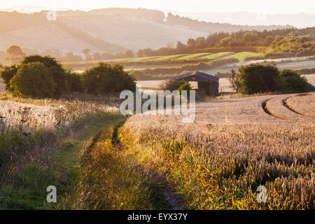 Vista su campo di grano e fienile da la Ridgeway nel Wiltshire. Foto Stock