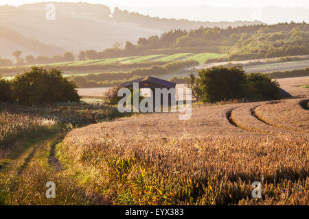 Vista su campo di grano e fienile da la Ridgeway nel Wiltshire. Foto Stock