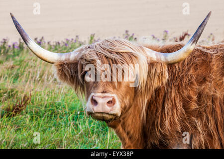 Ritratto di un altopiano di mucca,Bos taurus, lungo la Ridgeway nel Wiltshire. Foto Stock