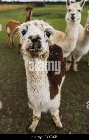 Un alpaca pone per un ritratto. Foto Stock