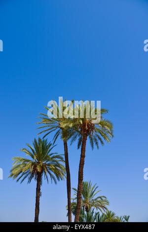 Palm Tree su Blu Sky-Menara parc in Marrakech-Morocco Foto Stock